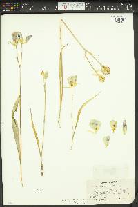 Calochortus eurycarpus image