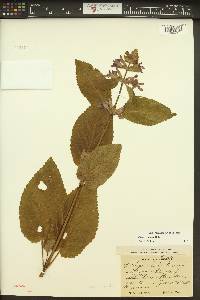 Stachys cooleyae image