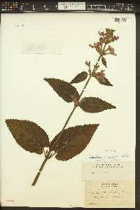 Stachys cooleyae image