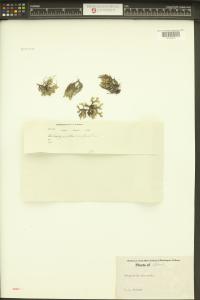 Selaginella rupestris image