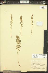 Woodsia oregana image