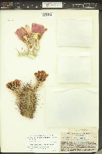 Echinocereus fendleri var. fasciculatus image
