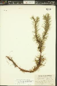 Huperzia pithyoides image