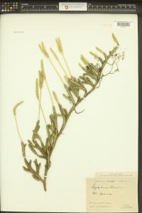Lycopodium clavatum image