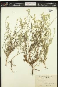 Cryptantha intermedia image