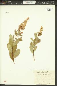 Spiraea douglasii image