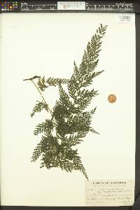 Trichomanes radicans var. kunzeanum image