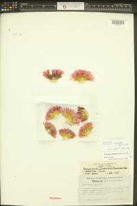 Pediocactus nigrispinus image