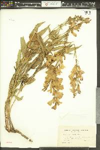 Penstemon venustus image
