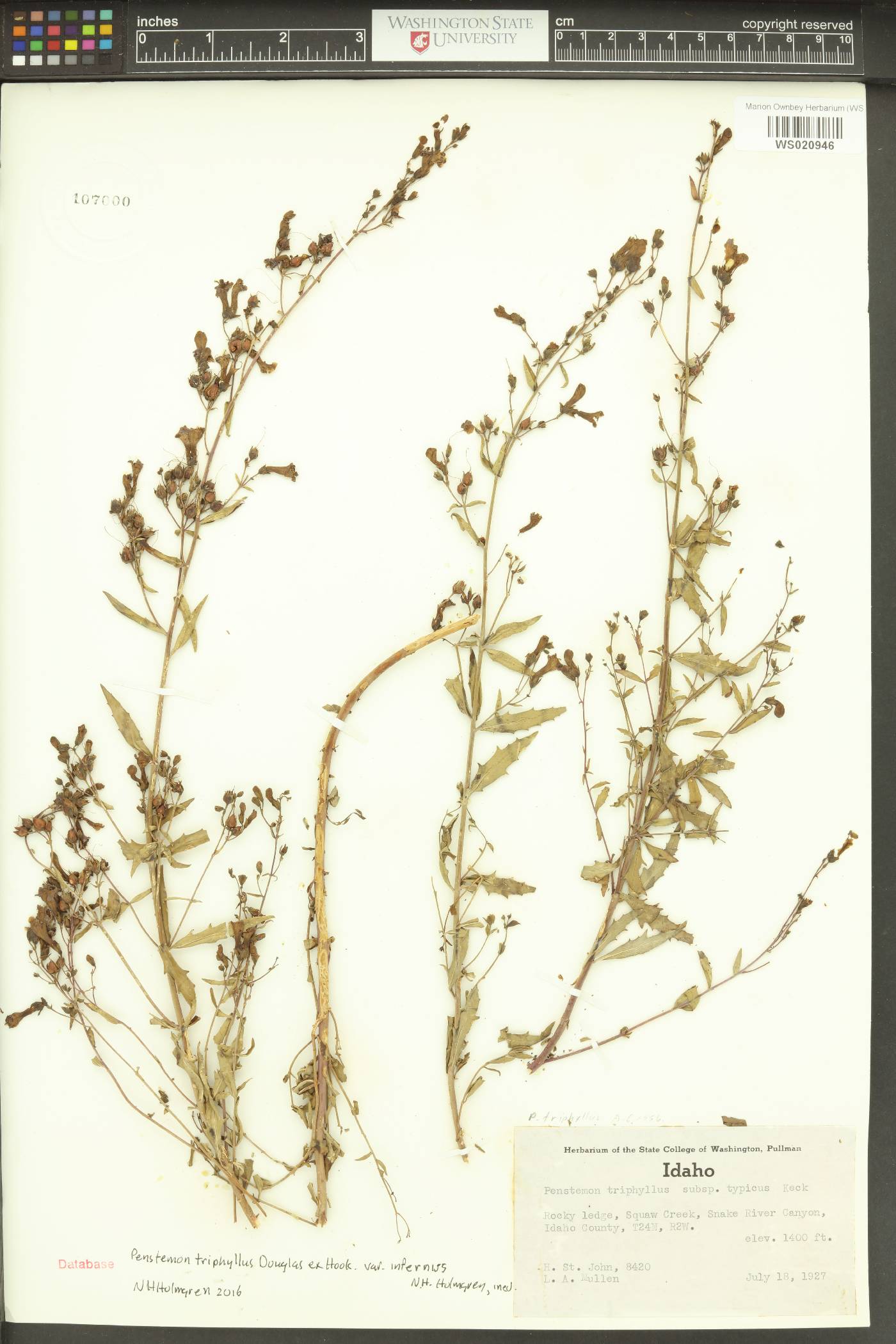 Penstemon triphyllus var. infernalis image