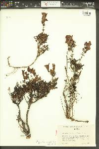 Penstemon fruticosus var. serratus image