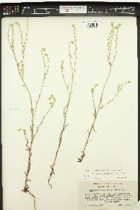 Cryptantha intermedia image