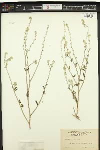 Cryptantha intermedia image