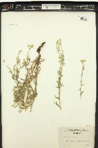Cryptantha intermedia image