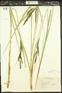 Carex aquatilis var. aquatilis image