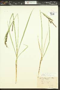 Carex aquatilis var. aquatilis image