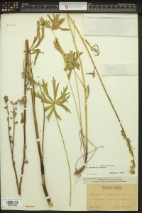 Sidalcea campestris image