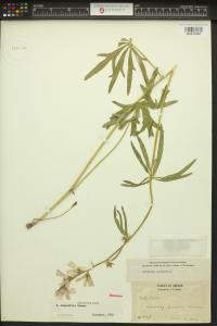 Sidalcea campestris image