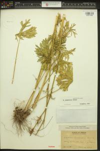 Sidalcea campestris image
