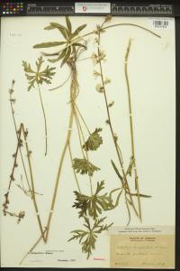 Sidalcea campestris image