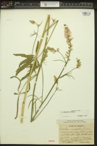 Sidalcea campestris image