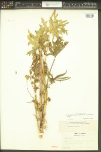 Sidalcea cusickii image