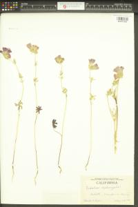 Sidalcea diploscypha image