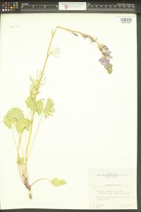Sidalcea glaucescens image