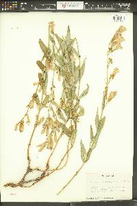 Penstemon venustus image