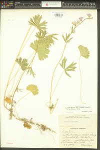 Sidalcea asprella image