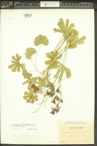 Sidalcea asprella image