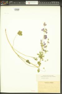 Sidalcea asprella image