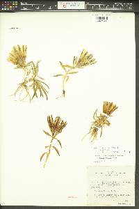 Gentiana algida image