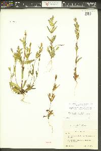 Gentianella heterosepala subsp. heterosepala image