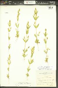 Gentianella heterosepala subsp. heterosepala image