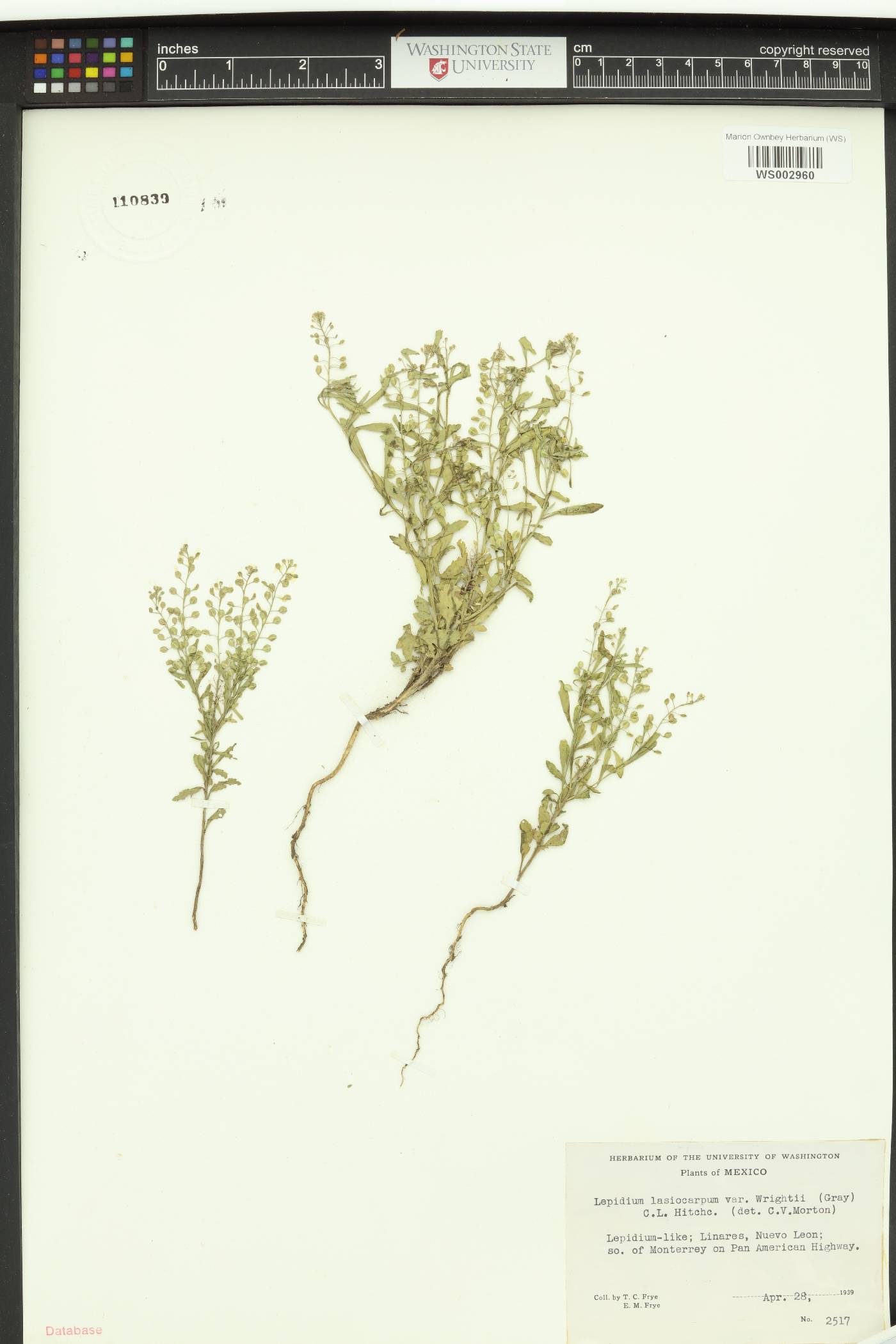 Lepidium lasiocarpum subsp. wrightii image