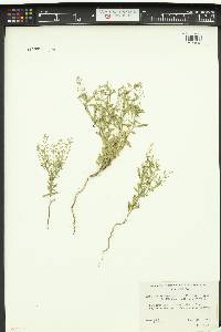 Lepidium lasiocarpum image