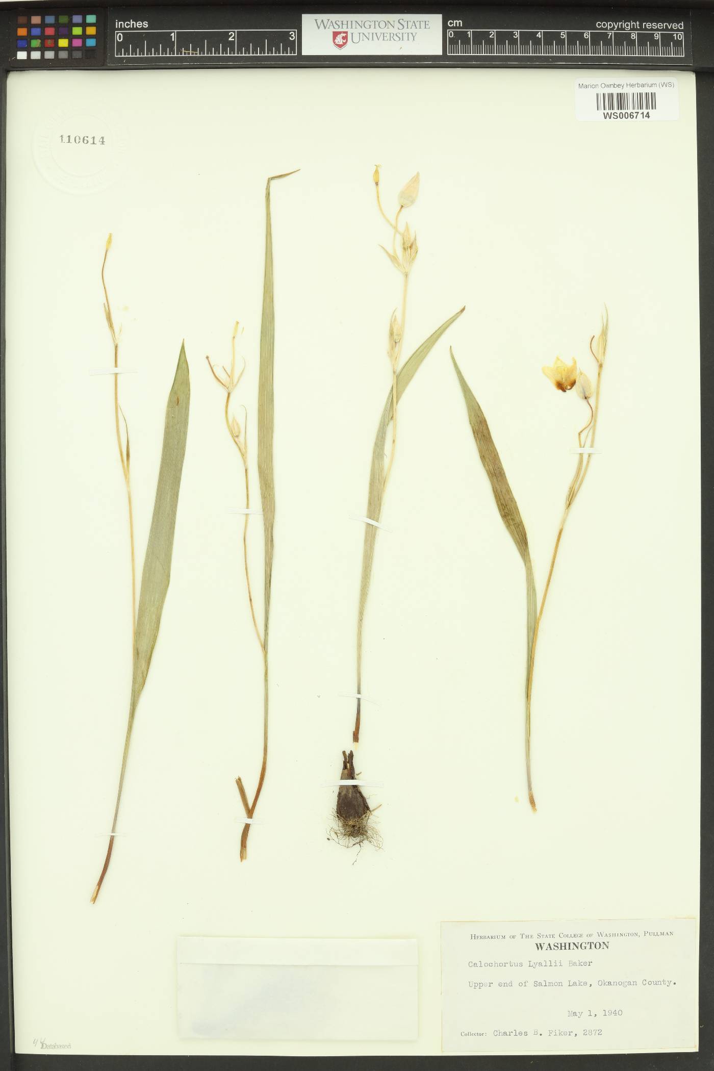 Calochortus lyallii image