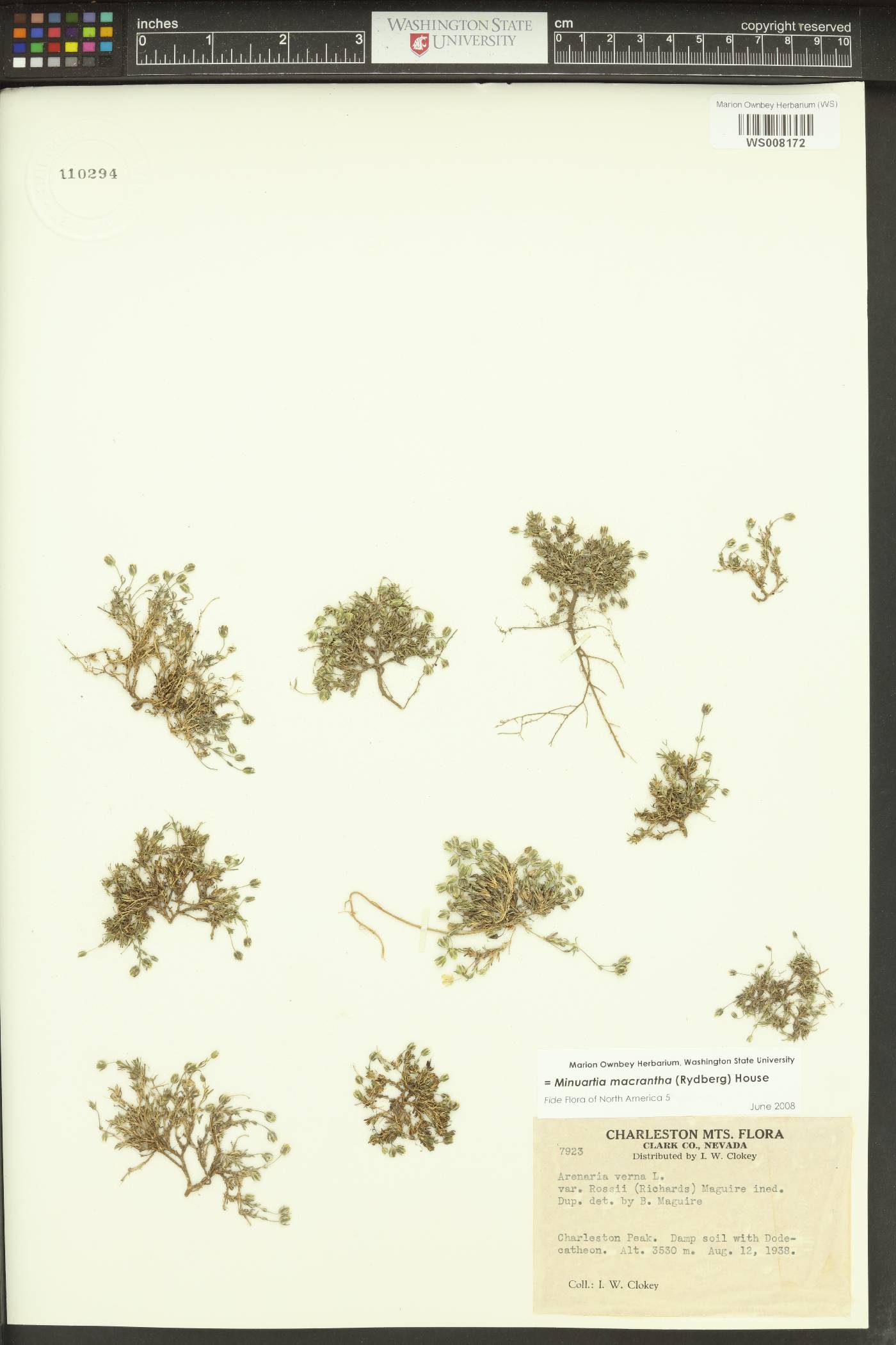 Sabulina macrantha image