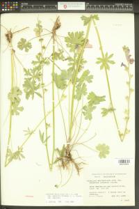 Sidalcea asprella image