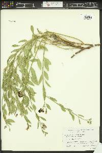 Solanum xanti var. glabrescens image