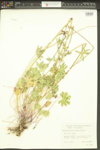 Sidalcea glaucescens image