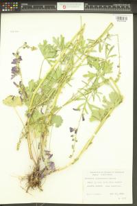 Sidalcea glaucescens image