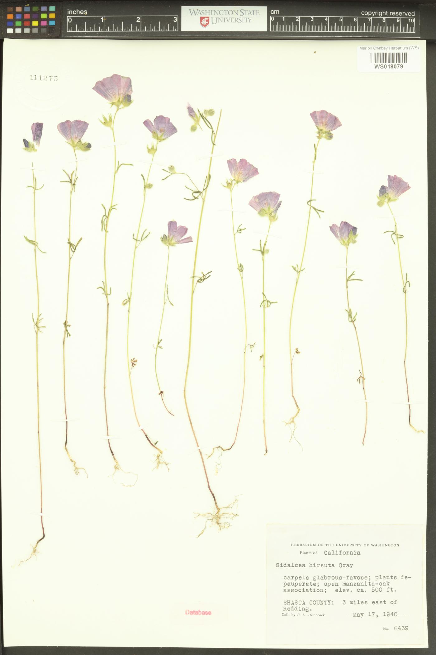 Sidalcea hirsuta image