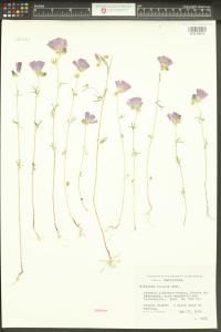 Sidalcea hirsuta image