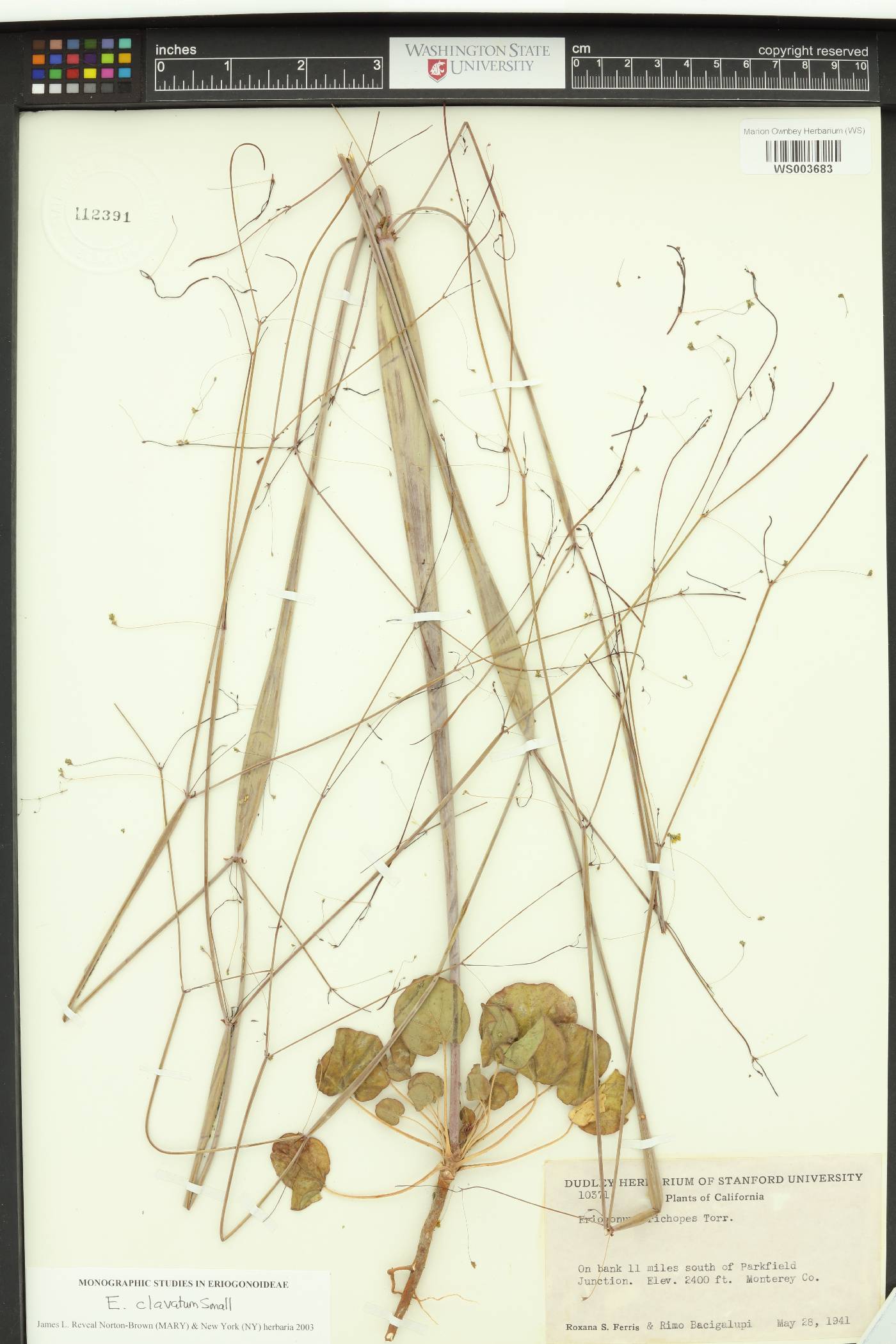 Eriogonum clavatum image