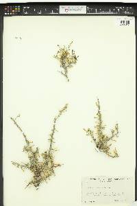 Lycium andersonii image