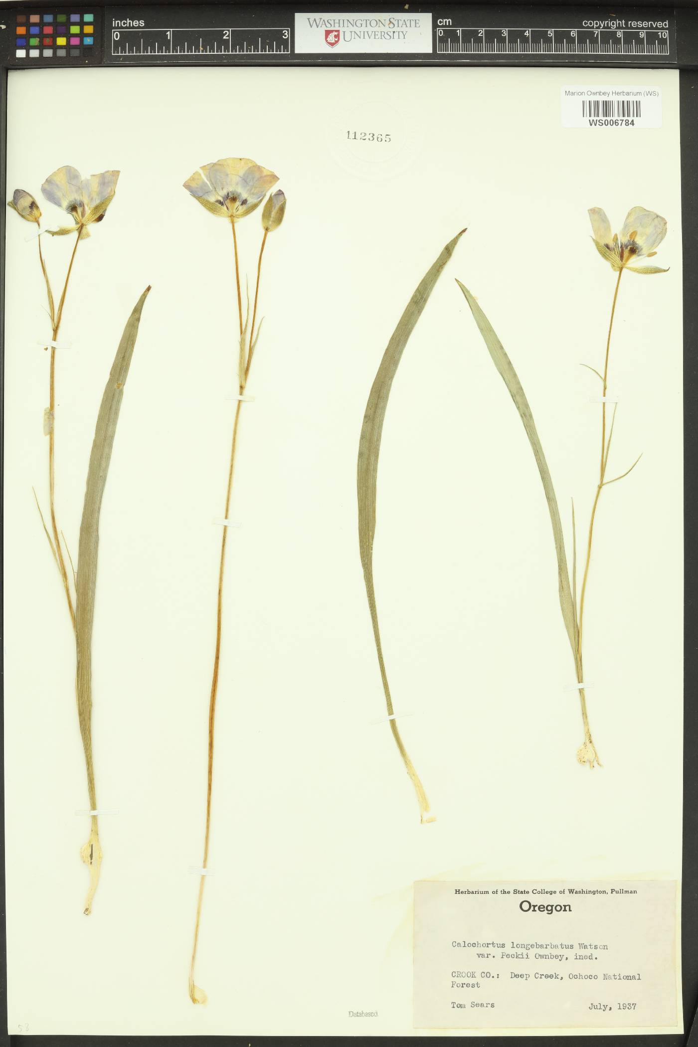Calochortus longebarbatus var. peckii image