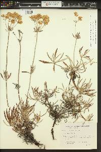 Eriogonum heracleoides image