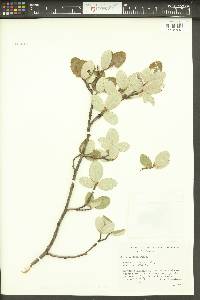 Salix vestita image